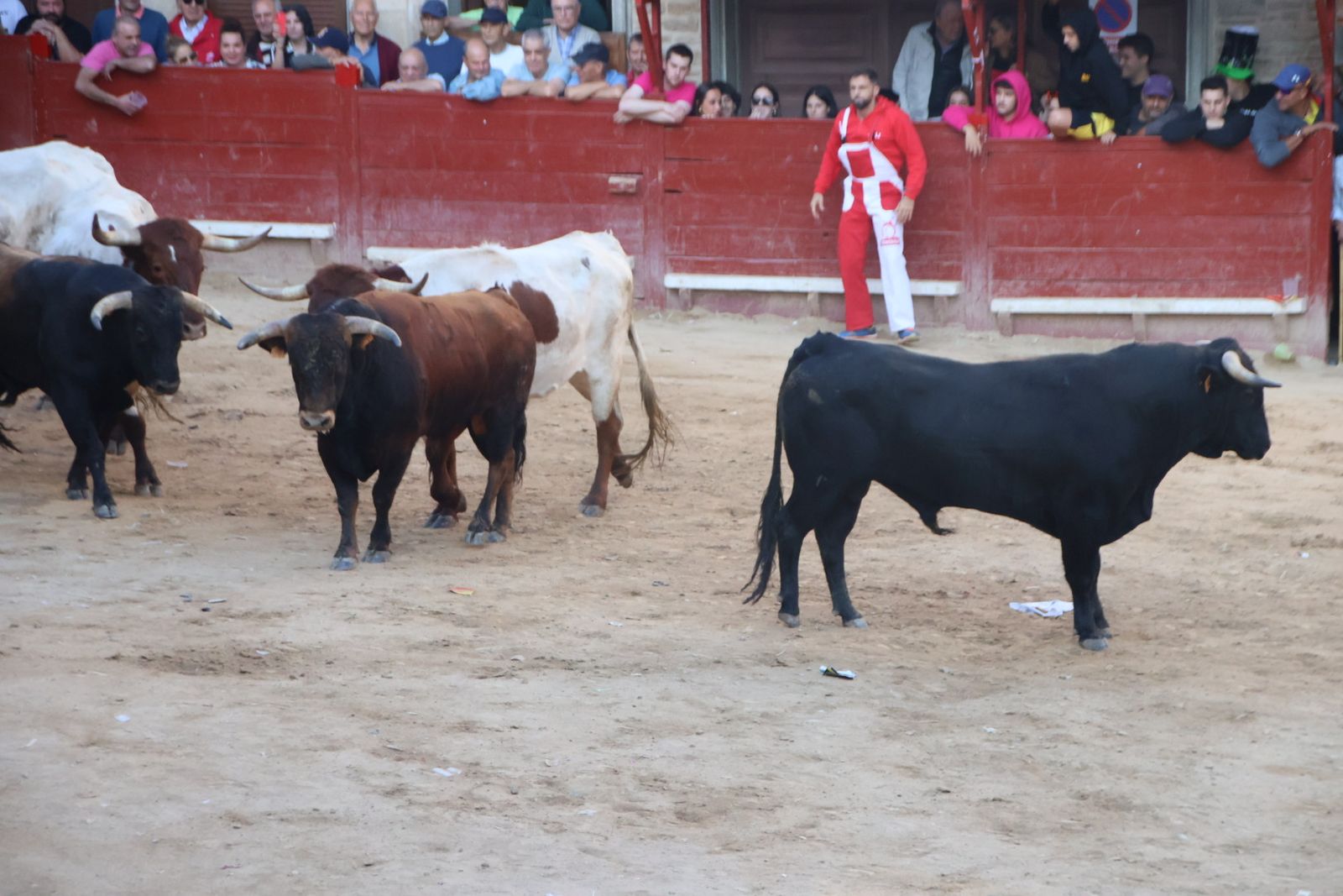 Encierro en Aldeadávila