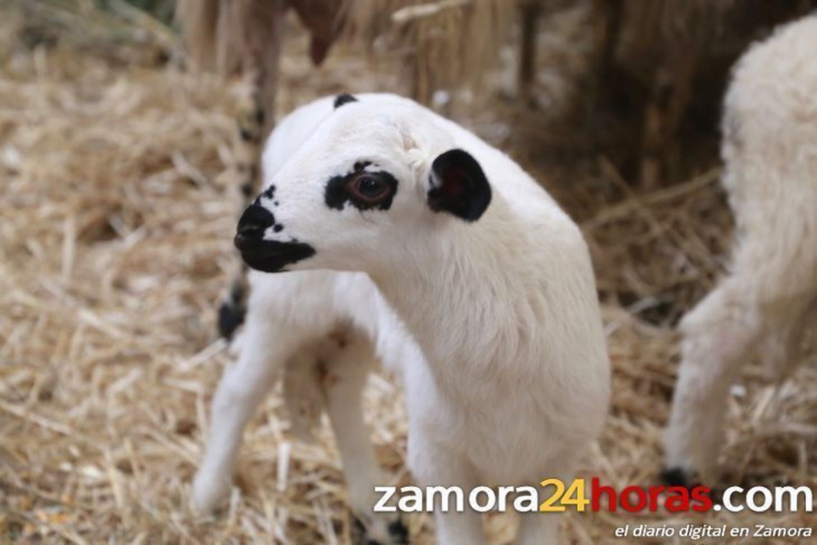 Lechazo y cebada registran las mayores subidas en la Lonja de Zamora