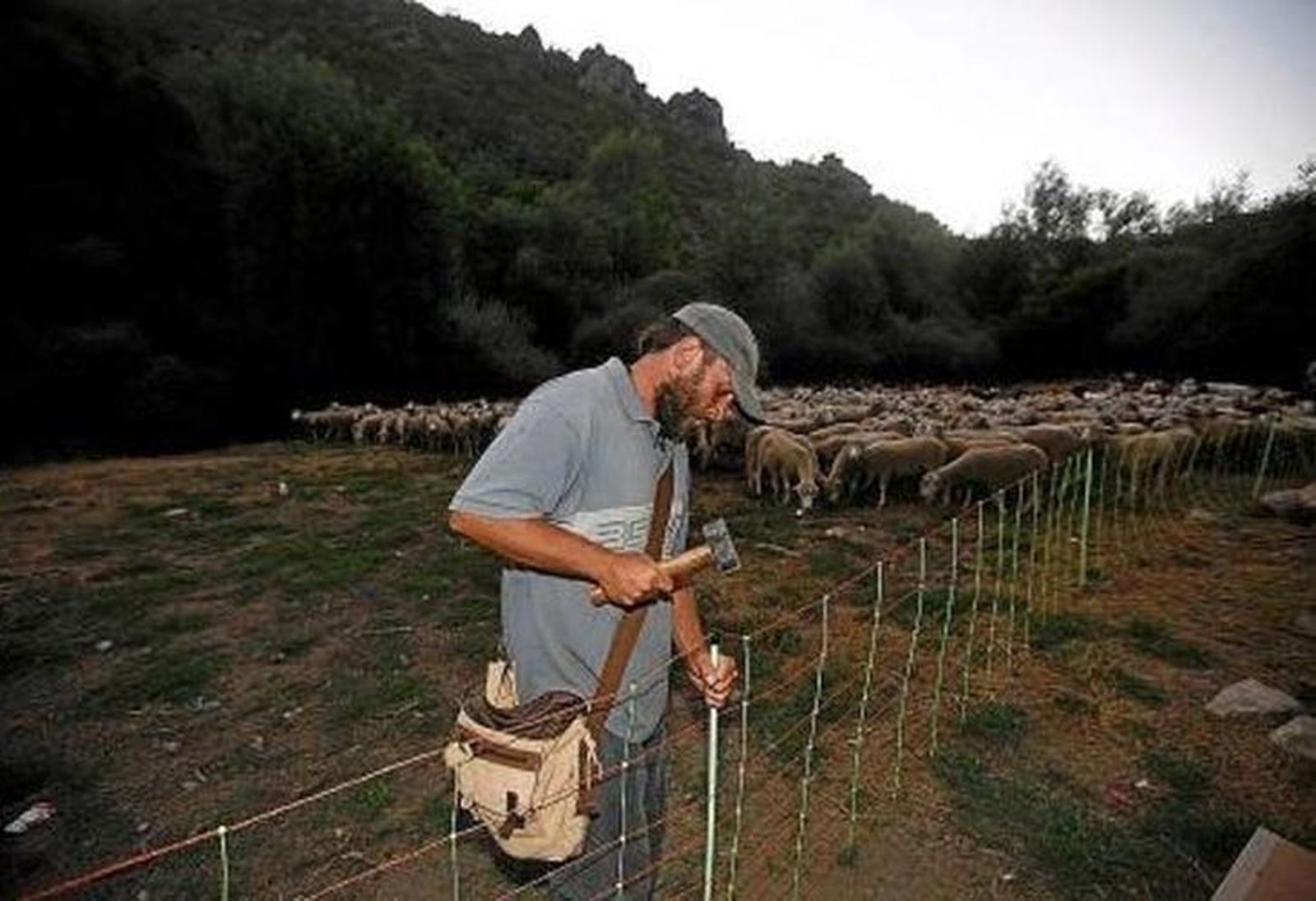 El lechazo se deja unos céntimos en una nueva sesión de la Lonja de Zamora
