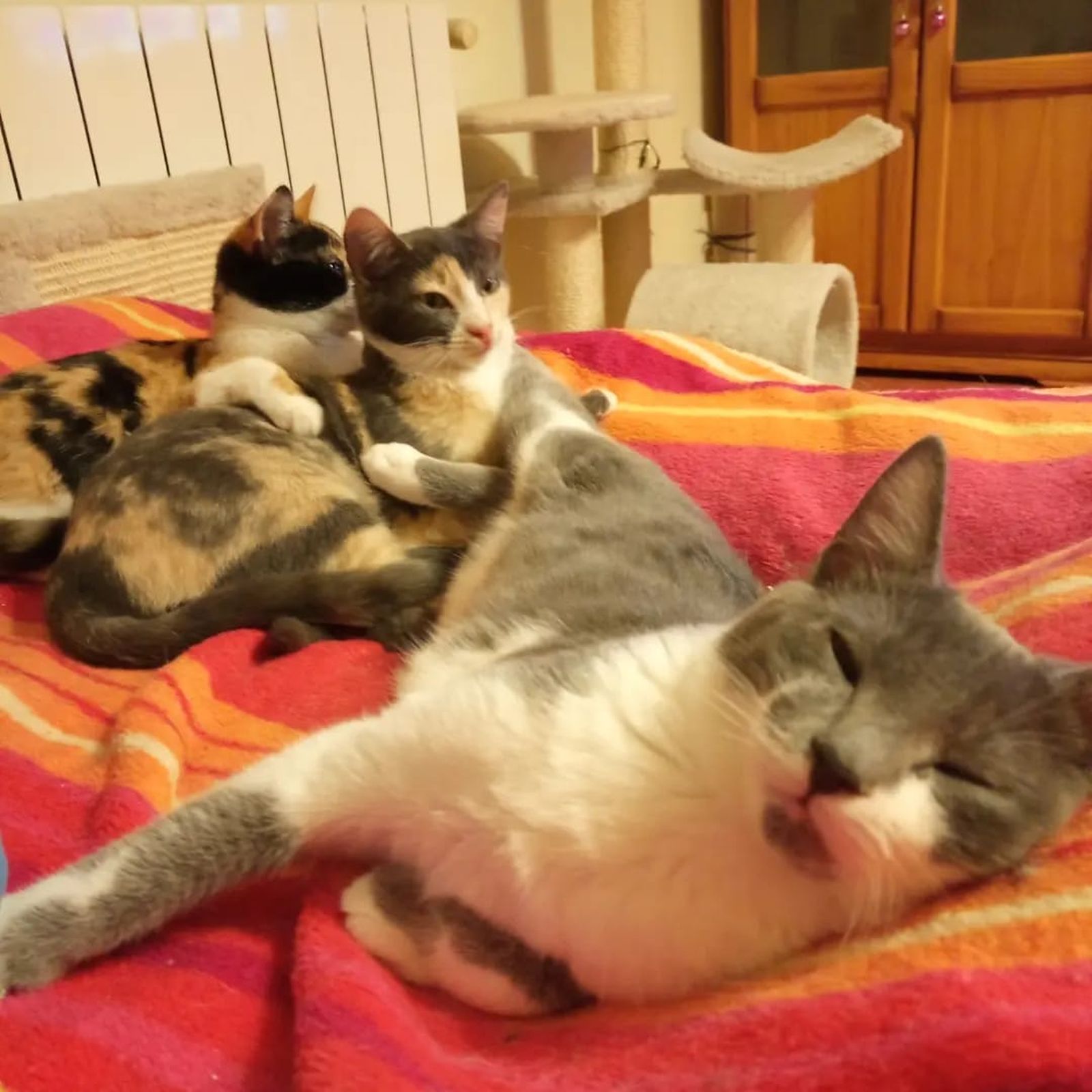 Gatas tricolor en adopción de Castegatos (2)