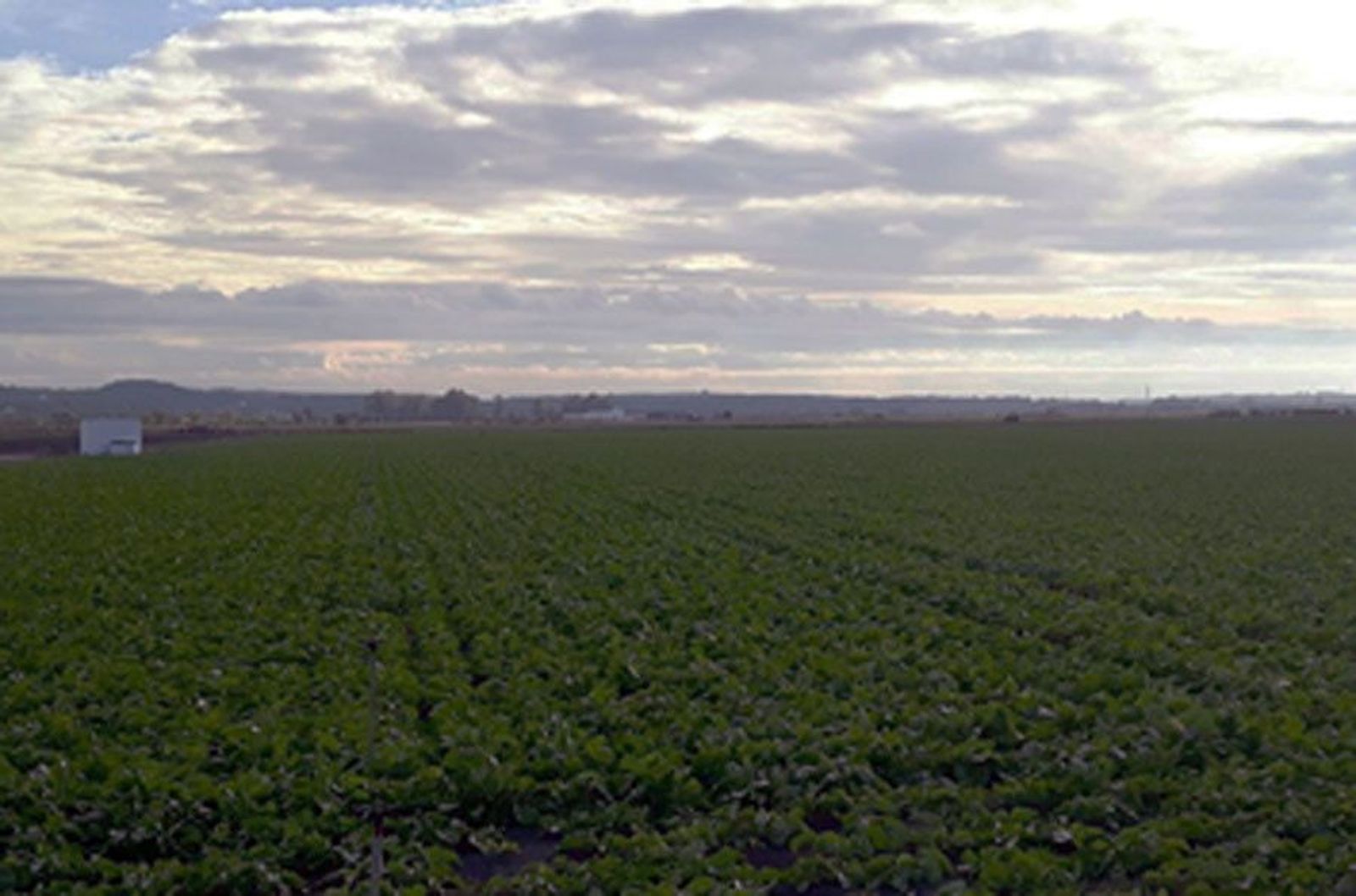 Remolacha remolachera