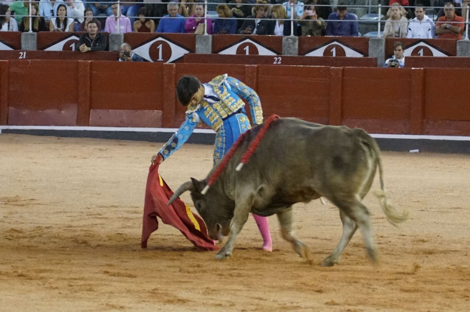 Clase práctica con alumnos de la Escuela de Tauromaquia de Salamanca (Diego Mateos, Noel García y Álvaro Rojo con erales de Esteban Isidro)