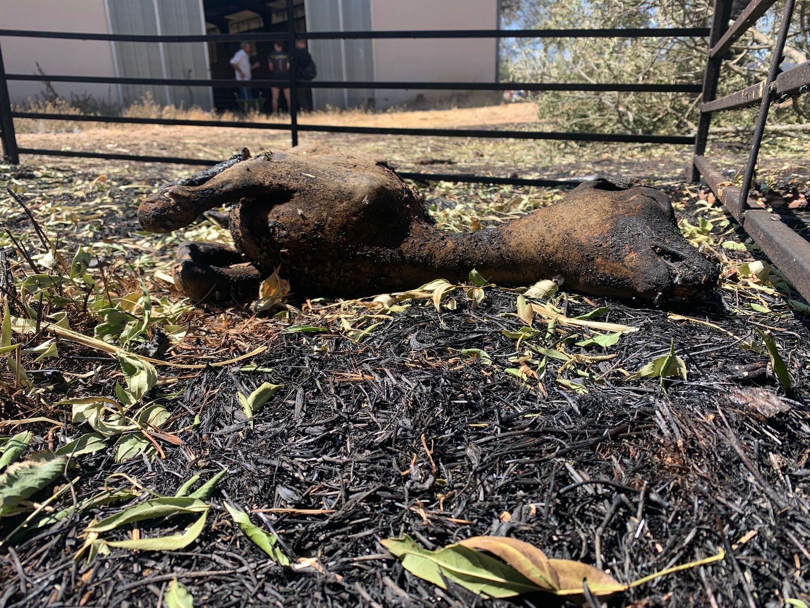 tras-el-horror-la-deslacion-en-zamora-foto-rafael-lorenzo-31