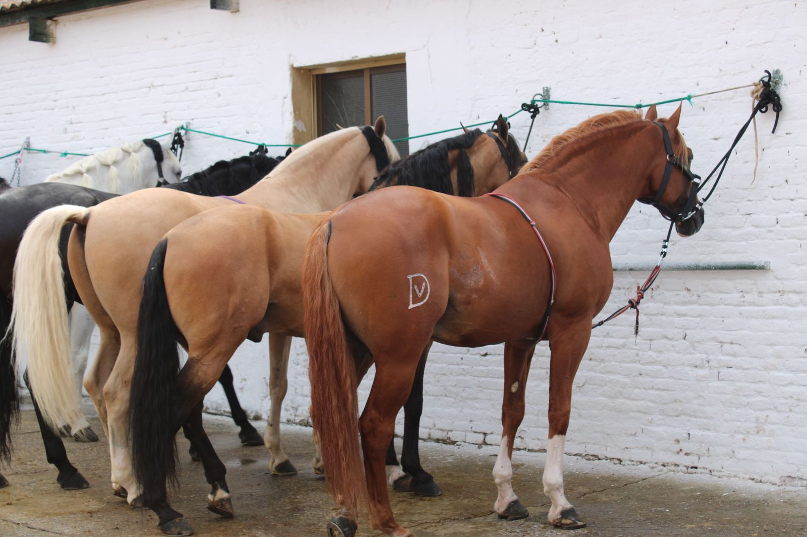 Un encierro de grata presentación de Sánchez y Sánchez para corrida de rejones de la feria