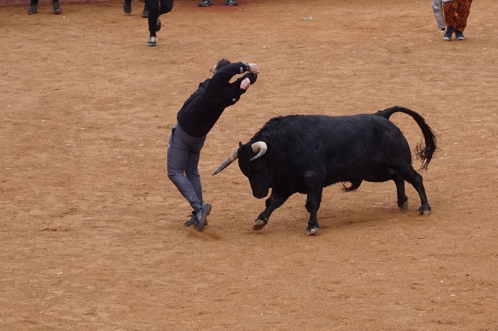 Capea matinal de domingo de carnaval en Ciudad Rodrigo (34).jpeg