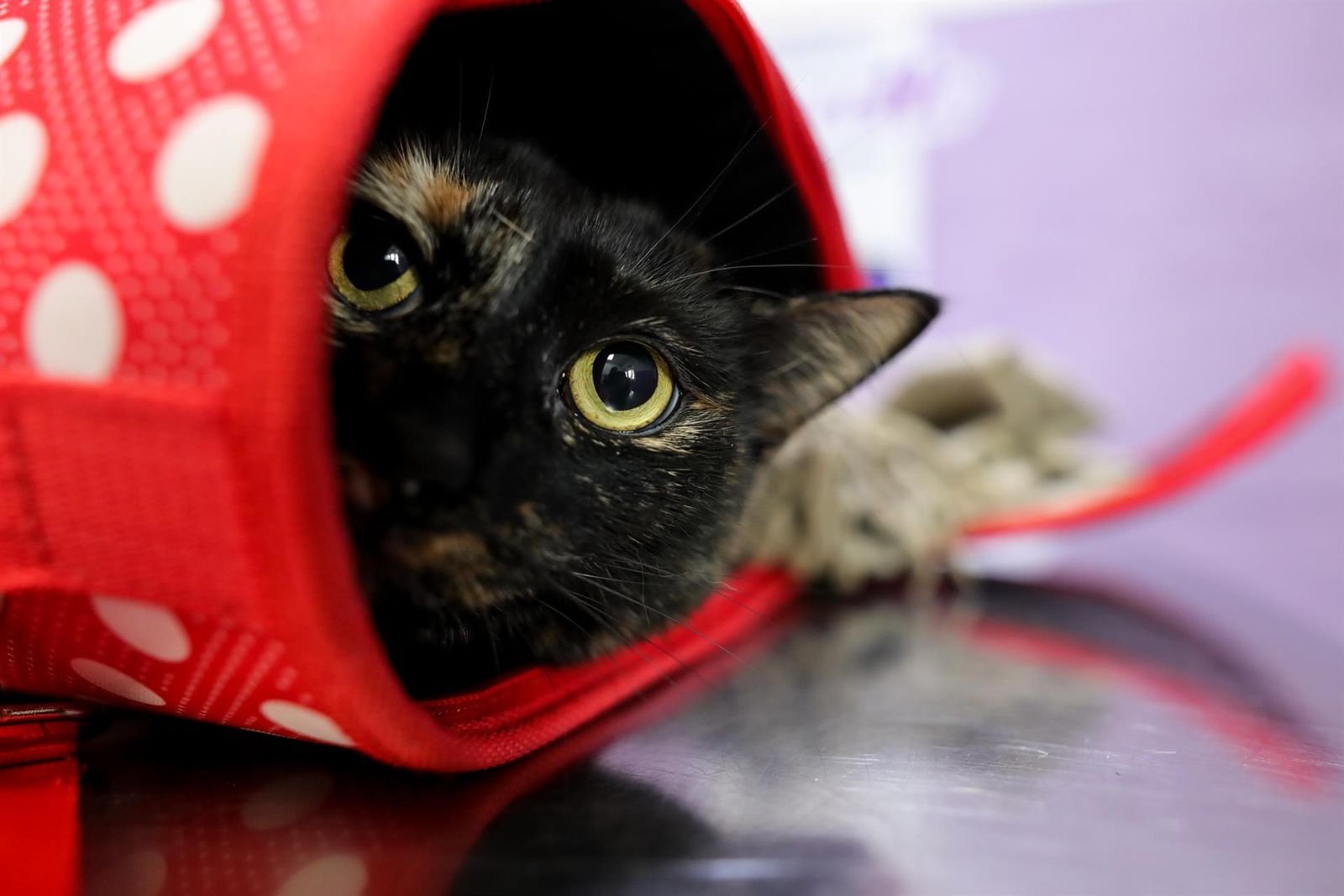 Archivo - Un gato en una consulta - Jesús Hellín - Europa Press - Archivo