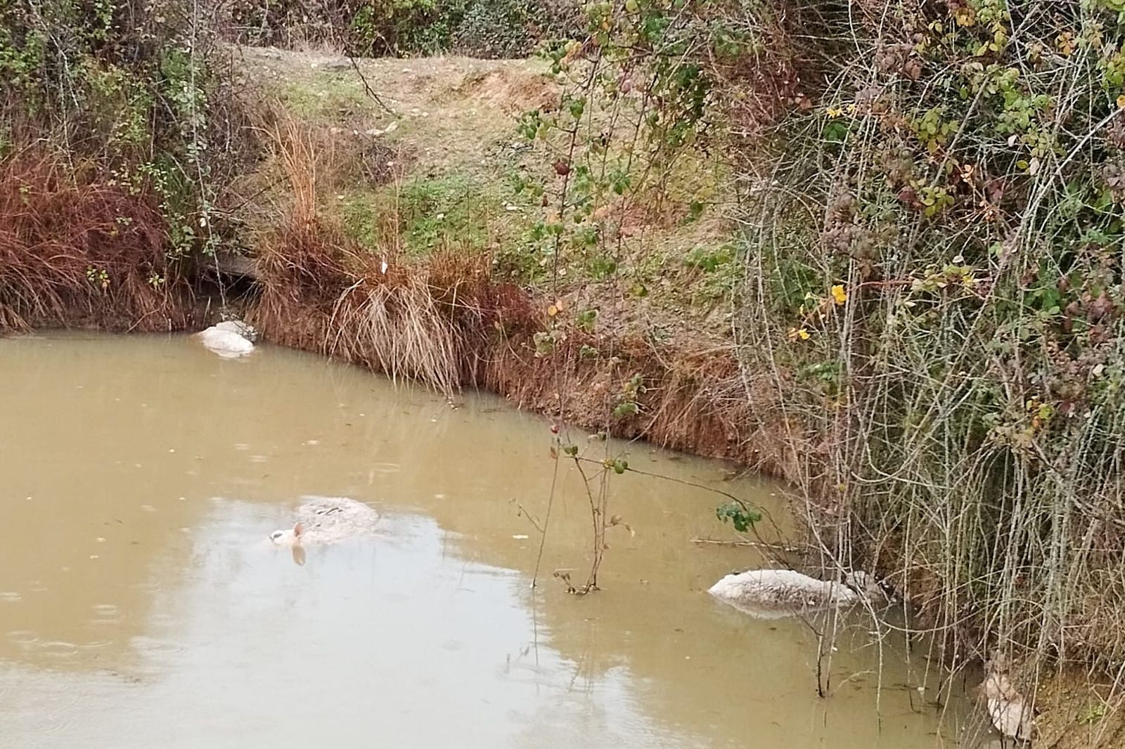Ovejas ahogadas en la charca tras un ataque de lobo en Bogajo