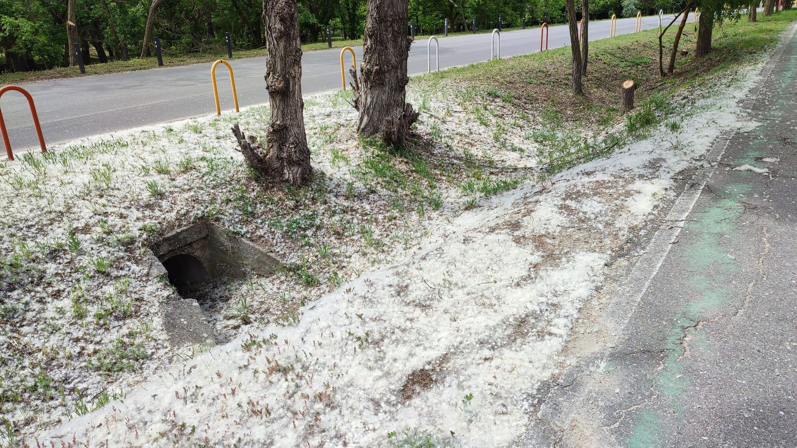 Imagen de concentración de pelusas de chopo en Valorio