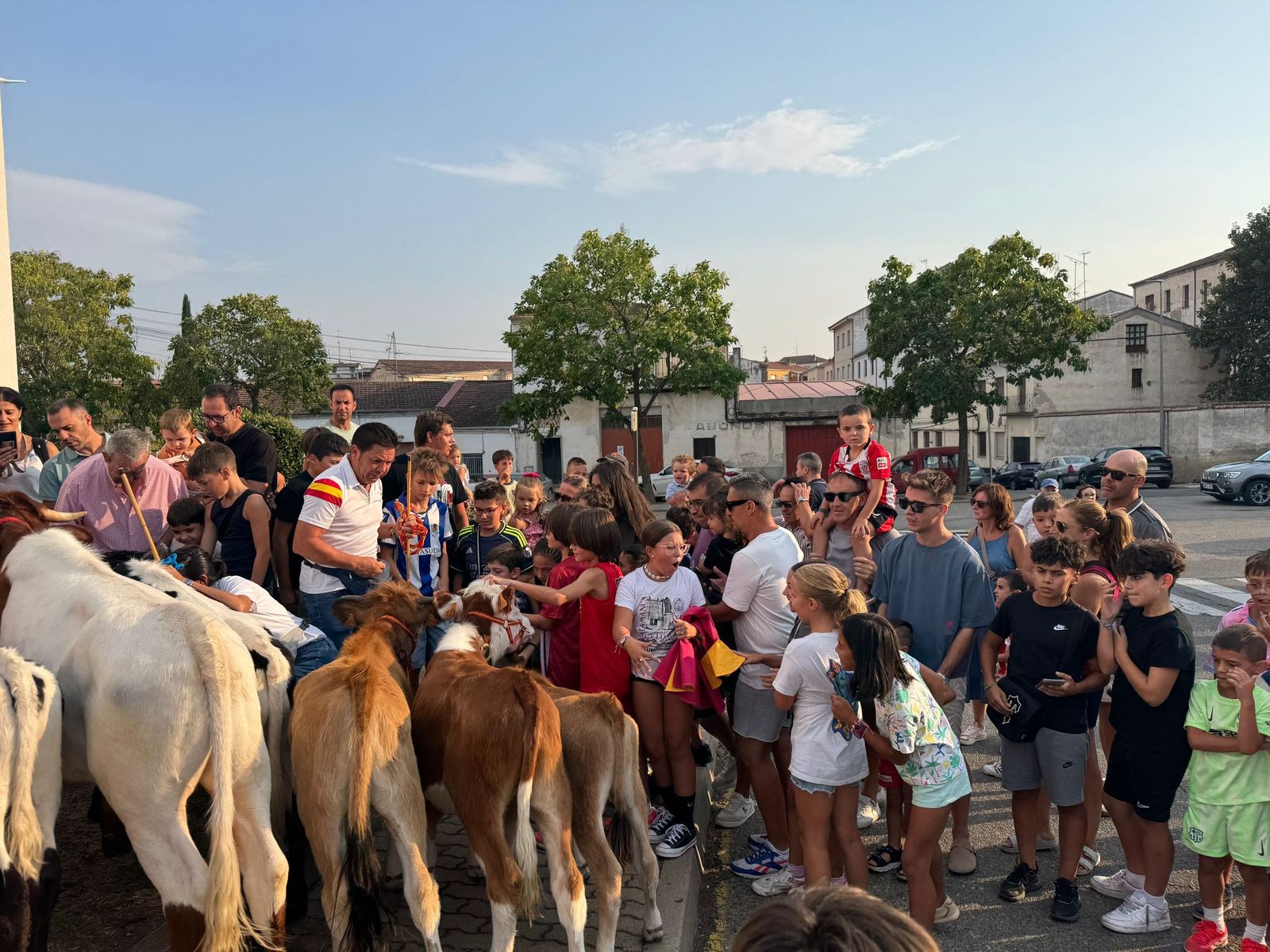 Encierro infantil de Mini Bueyes en Guijuelo durante sus fiestas 2025