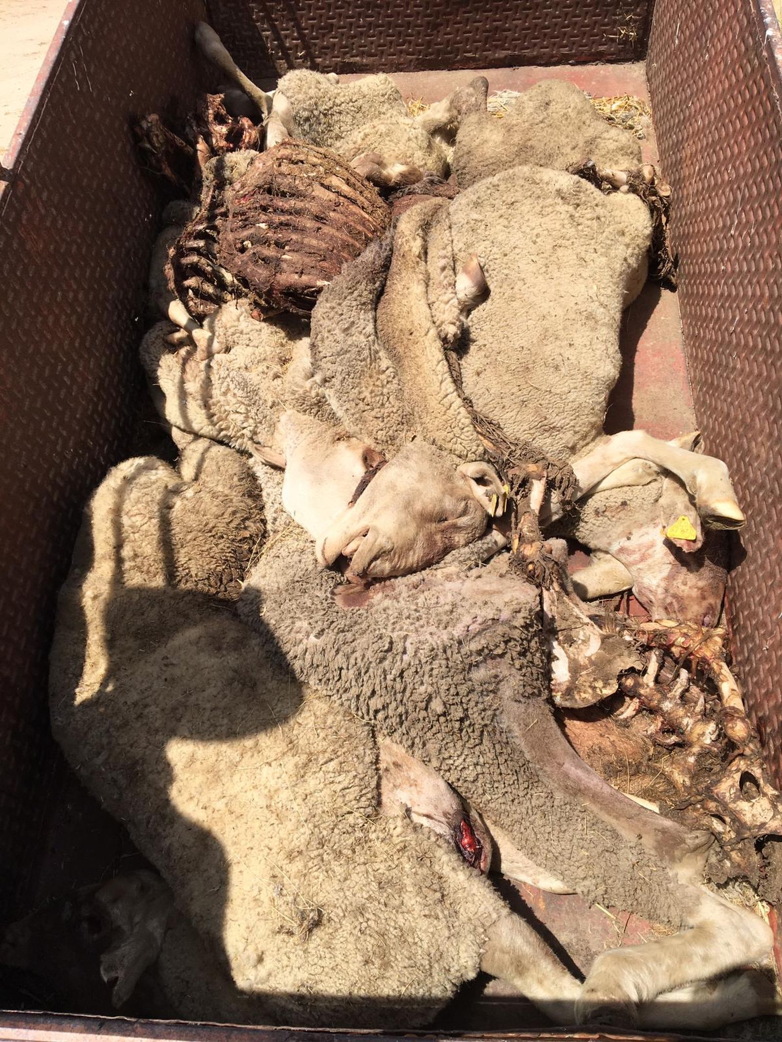 Así quedaron las ovejas