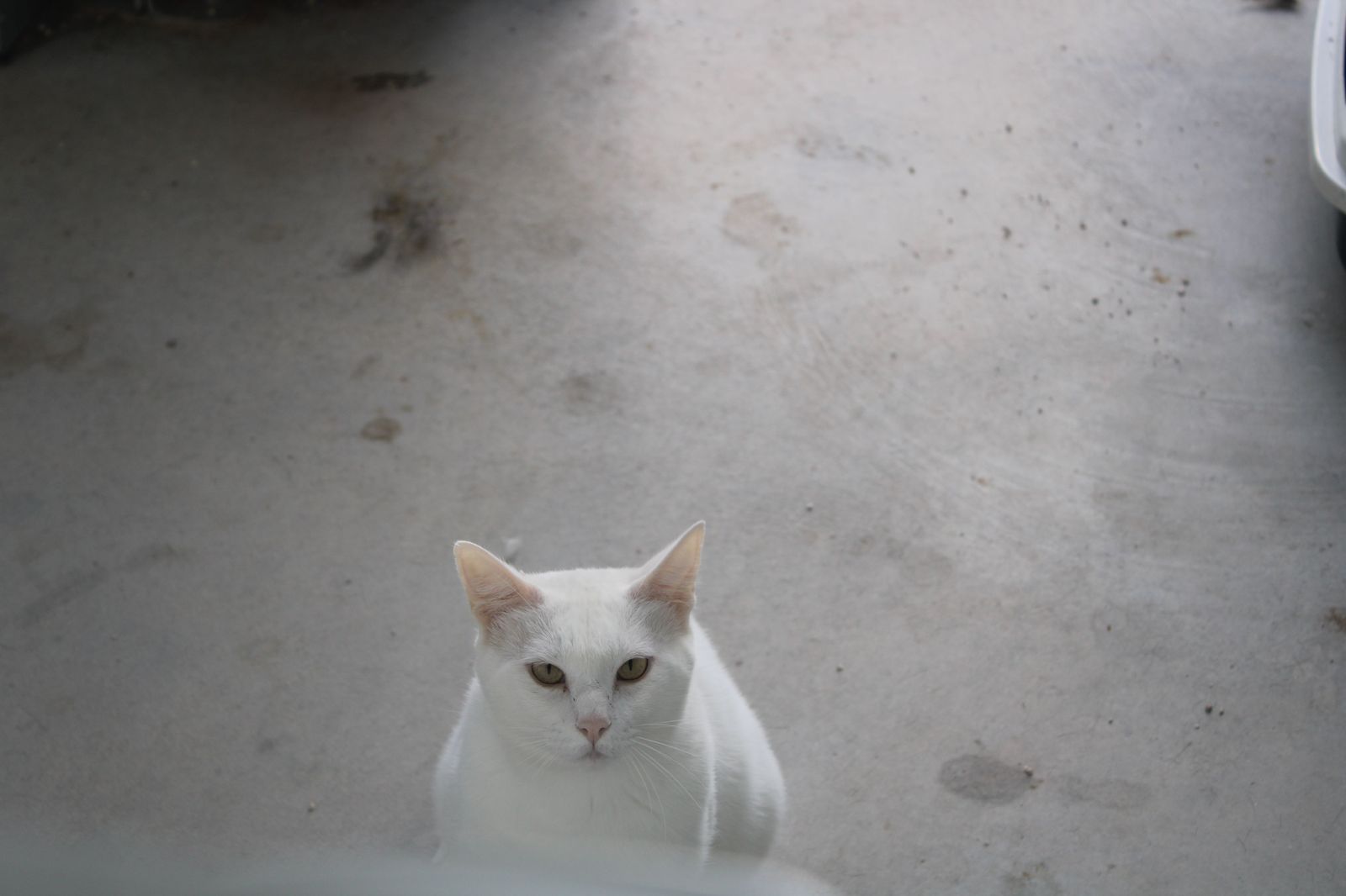 refugio-de-animales-del-ayuntamiento-de-salamanca-49