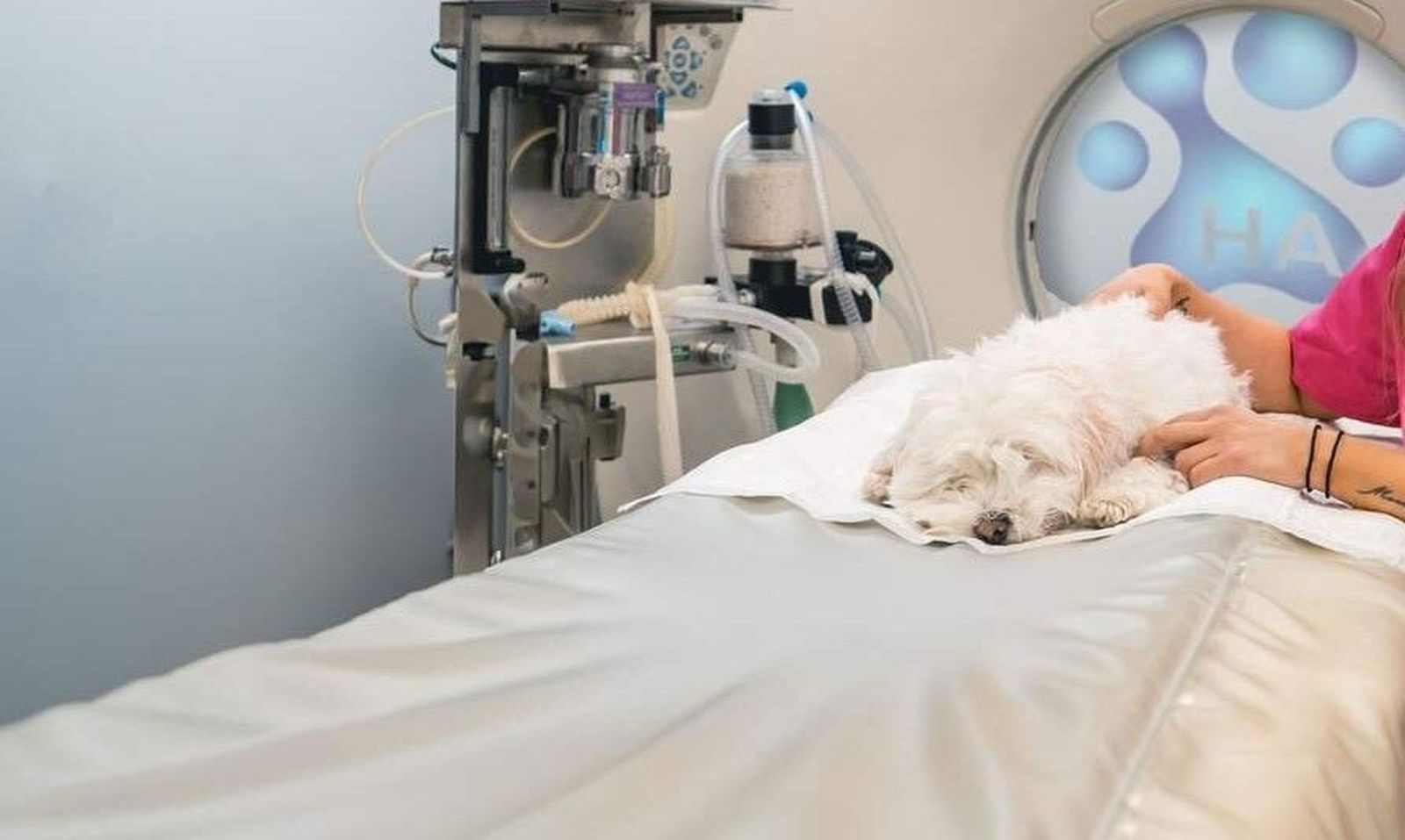 Exploración veterinaria mascota-EP