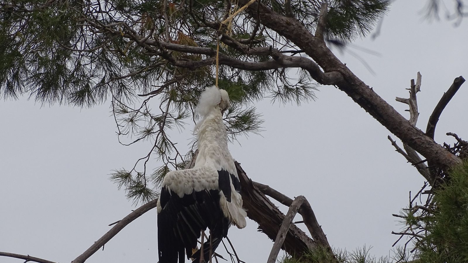 Una cigüeña colgada de un árbol por una cuerda