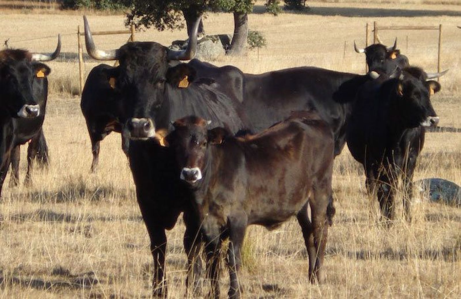 La Diputación convoca ayudas a la producción de raza sayaguesa