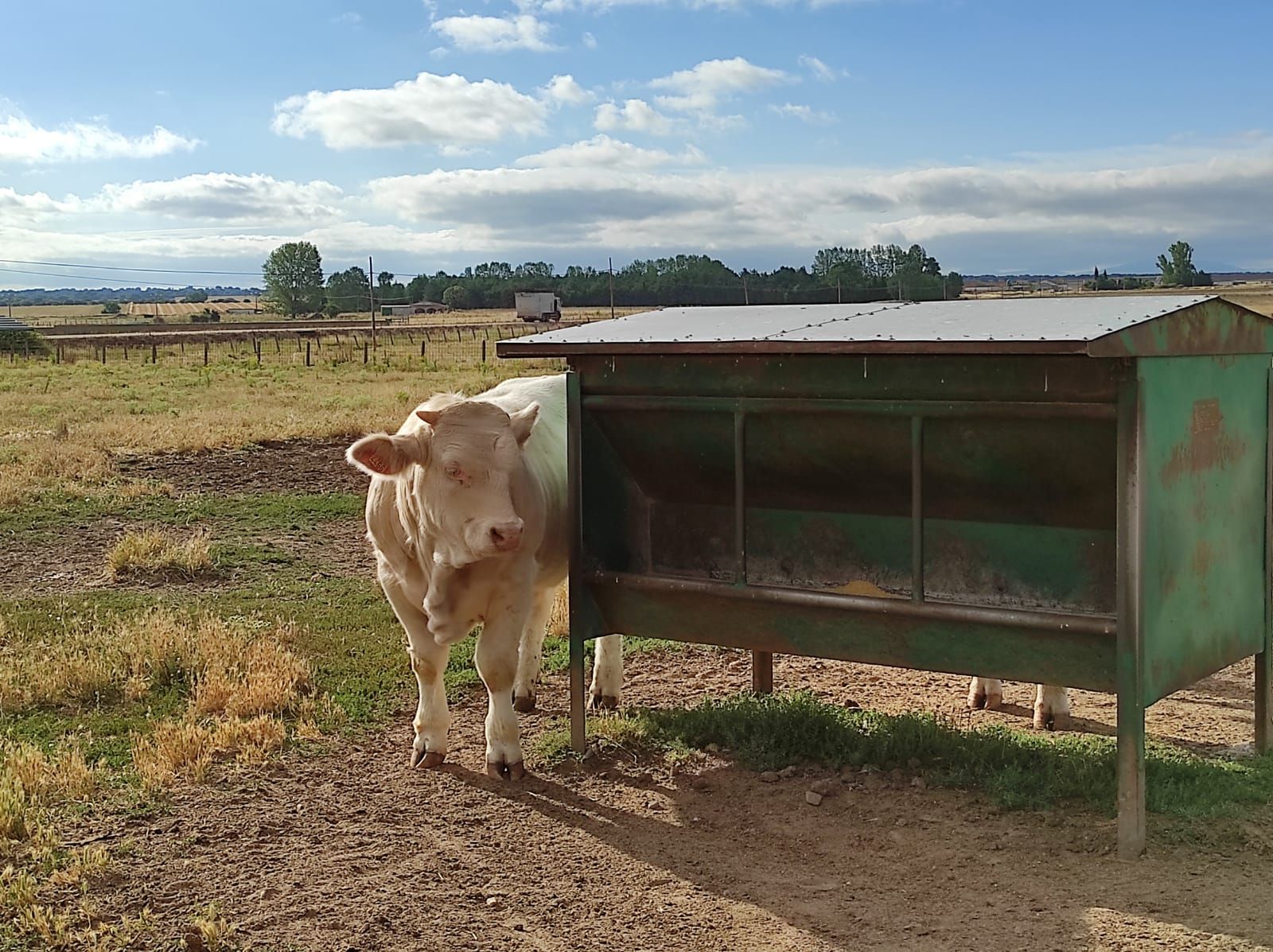 Vacuno de carne, raza charolesa. Foto de archivo