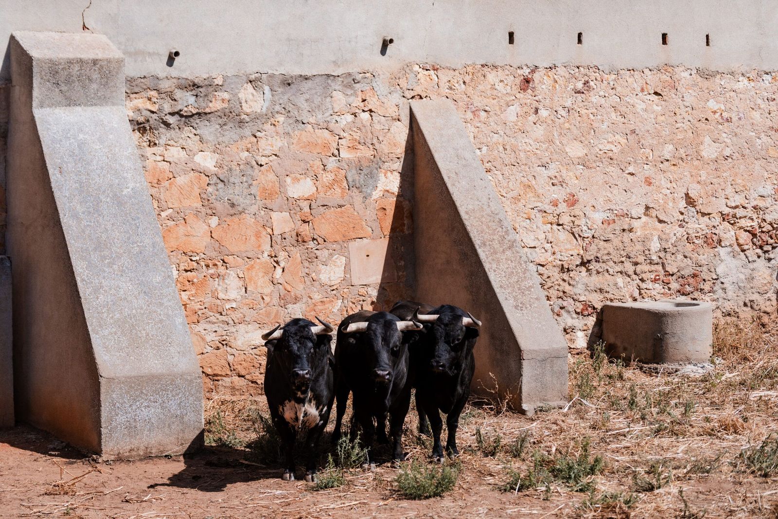 sorteo-de-los-toros-para-el-mano-a-mano-entre-morante-de-la-puebla-y-marco-perez-en-salamanca-fotos-bmf-toros-6