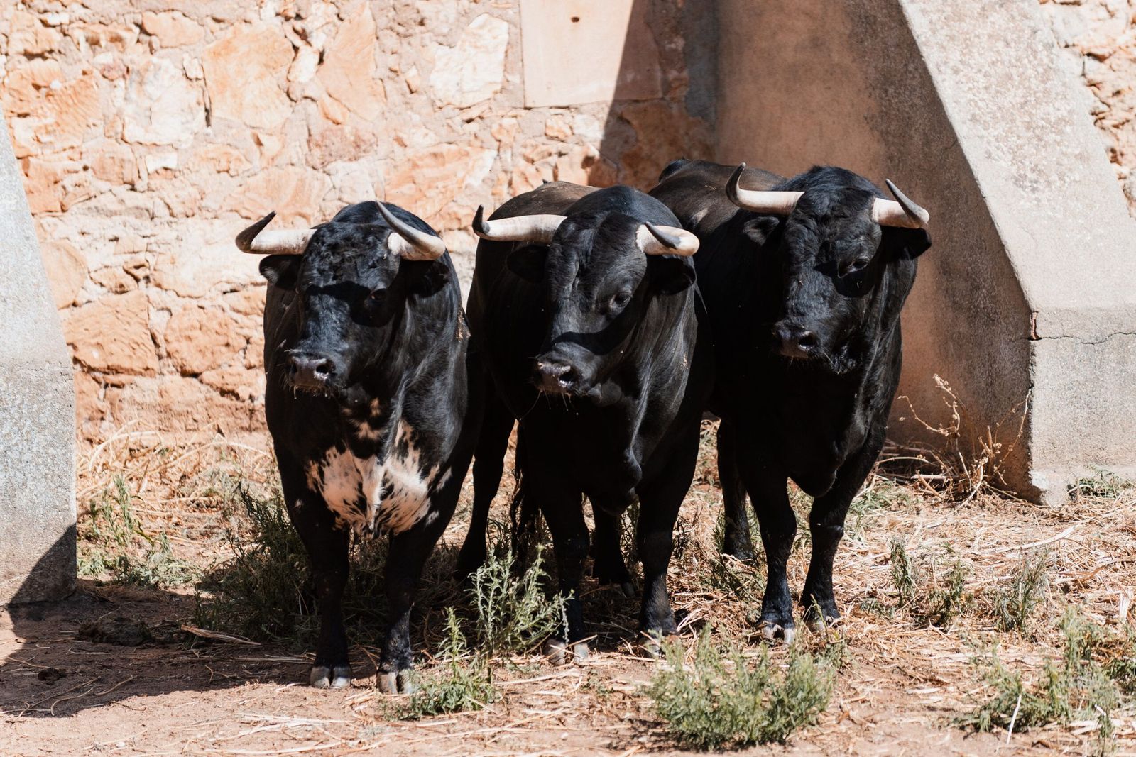 Sorteo de los toros para el mano a mano entre Morante de la Puebla y Marco Pérez en Salamanca. Fotos BMF Toros