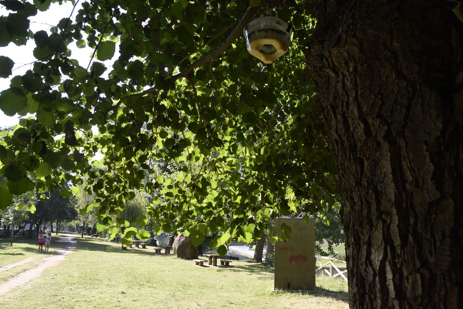 Ciudad Rodrigo Trampas Avispas