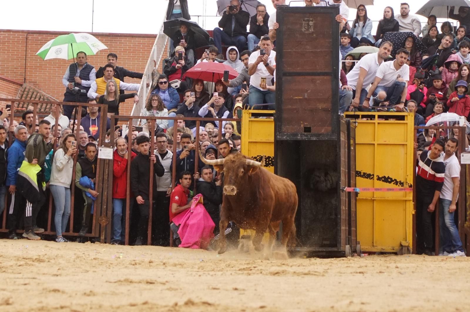 Villoria, toro del Voto