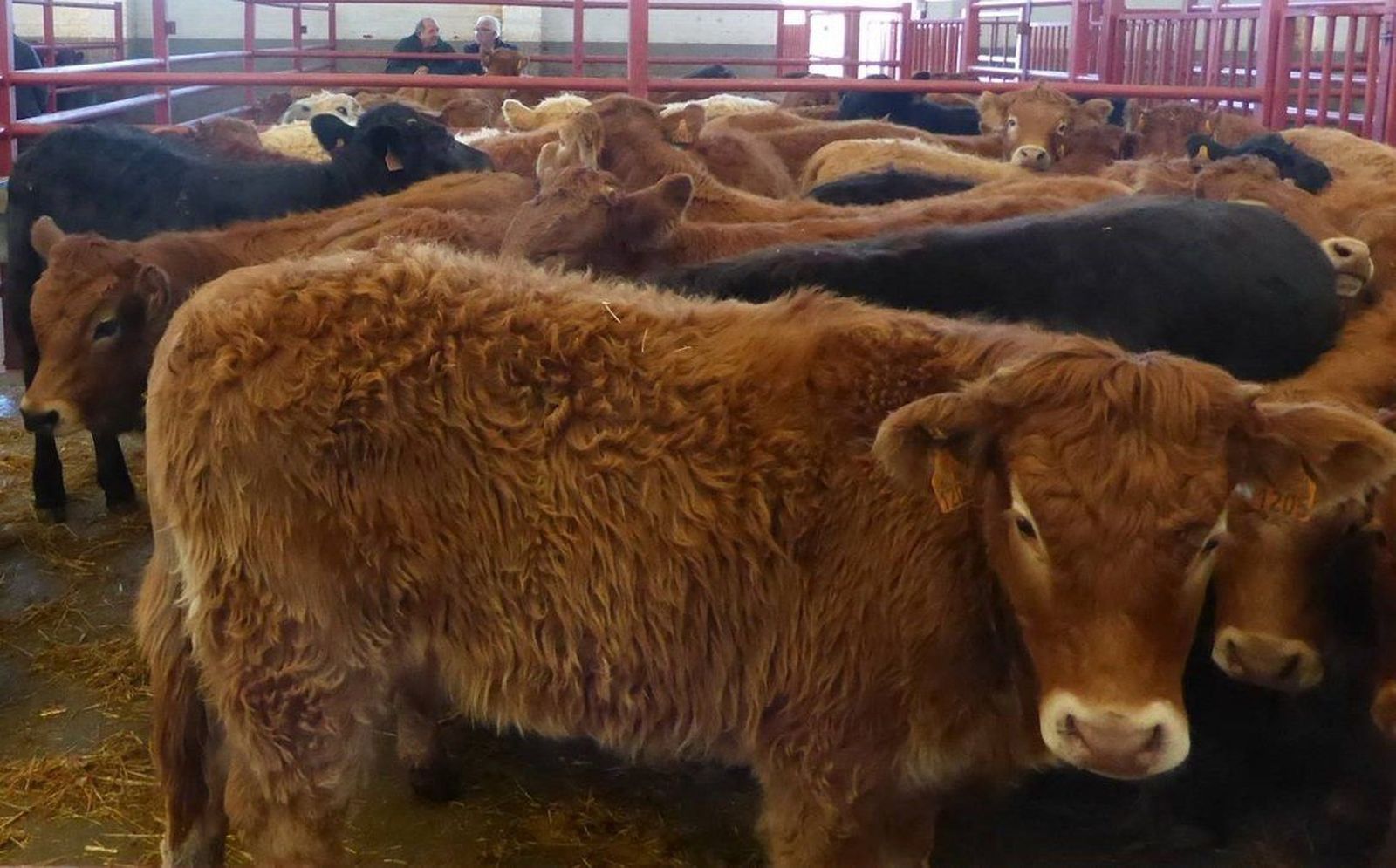 Ovino y vacuno tiran al alza de la Lonja de Salamanca