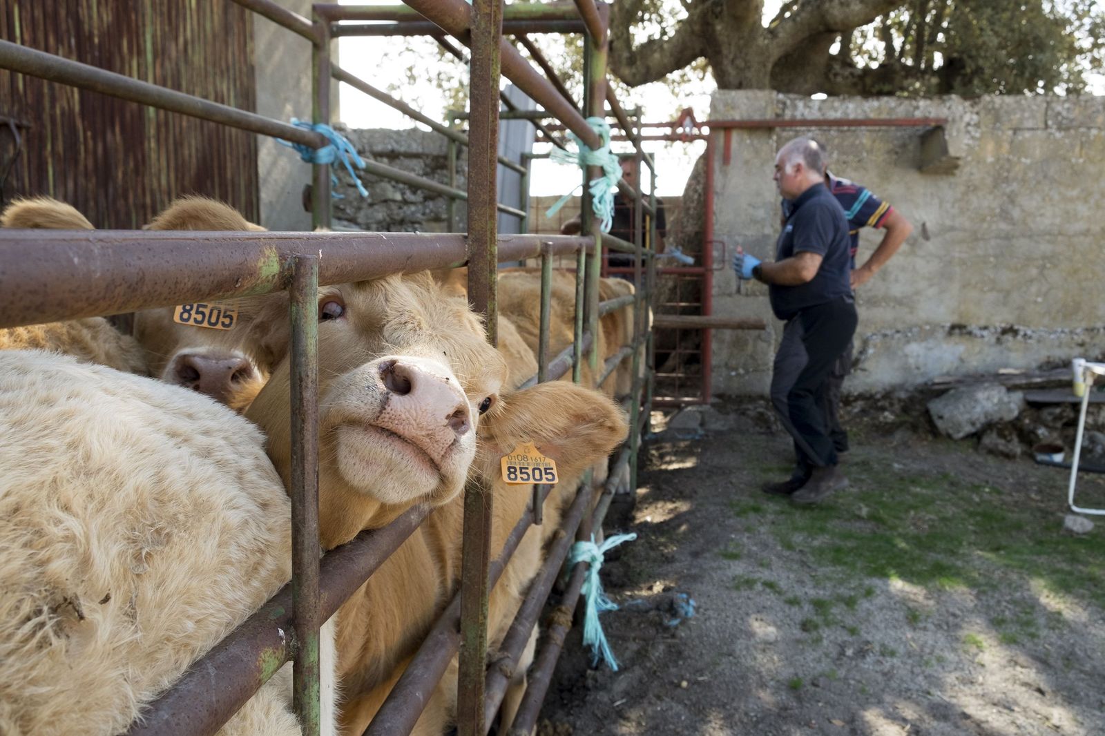 Un veterinario inyecta medicamentos a una vaca infectada de Ehe en una finca de la comarca de ledesma. Foto Jesús Formigo ICAL (5) Un veterinario inyecta medicamentos a una vaca infectada de Ehe en una finca de la comarca de ledesma. Foto Jesús Formigo ICAL (5)