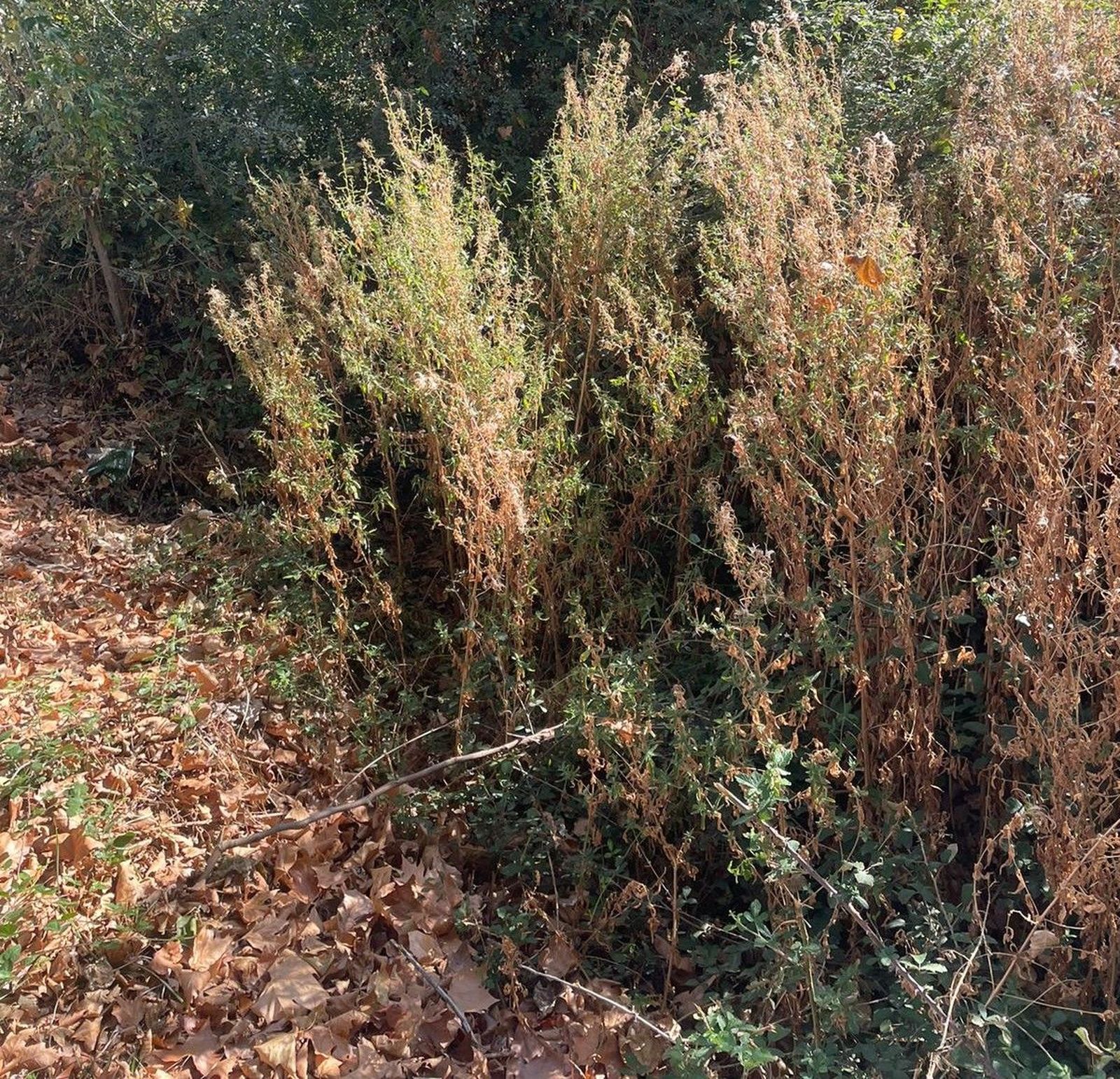 denuncian-el-estado-del-regato-situado-en-el-parque-lazarillo-de-tormes-de-tejares-8