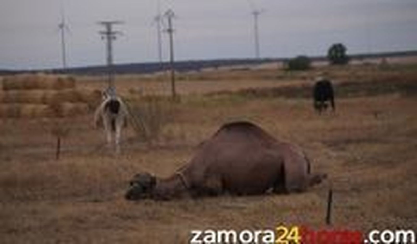 El Circo Holiday gana un recurso contra el Ayuntamiento y pedirá daños y perjuicios por no poder instalar su espectáculo con animales