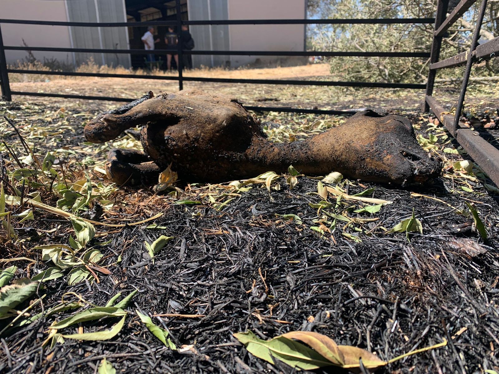 tras-el-horror-la-deslacion-en-zamora-foto-rafael-lorenzo-32