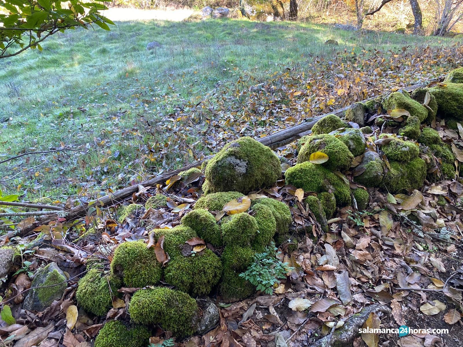 Musgo miliario campo rural montemayor