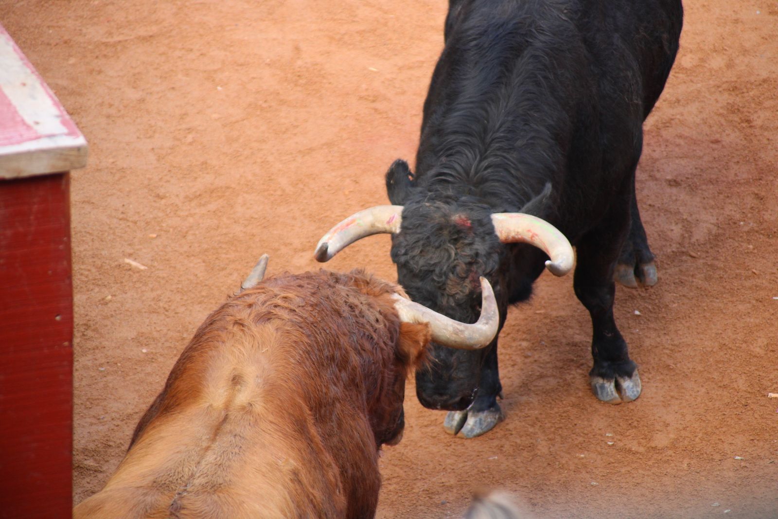 Encierro de martes en el Carnaval del Toro de Ciudad Rodrigo 2026