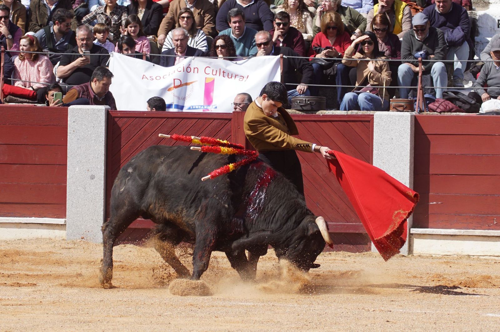 Festival taurino solidario por la esclerosis múltiple en Guijuelo
