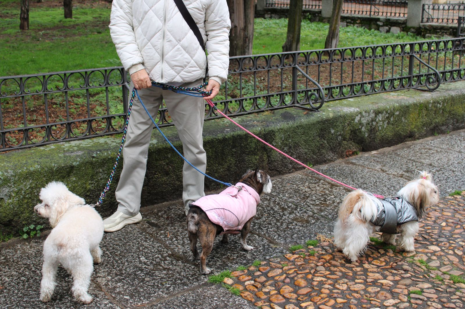 san-anton-bendicion-de-animales-2024-foto-s24h-16