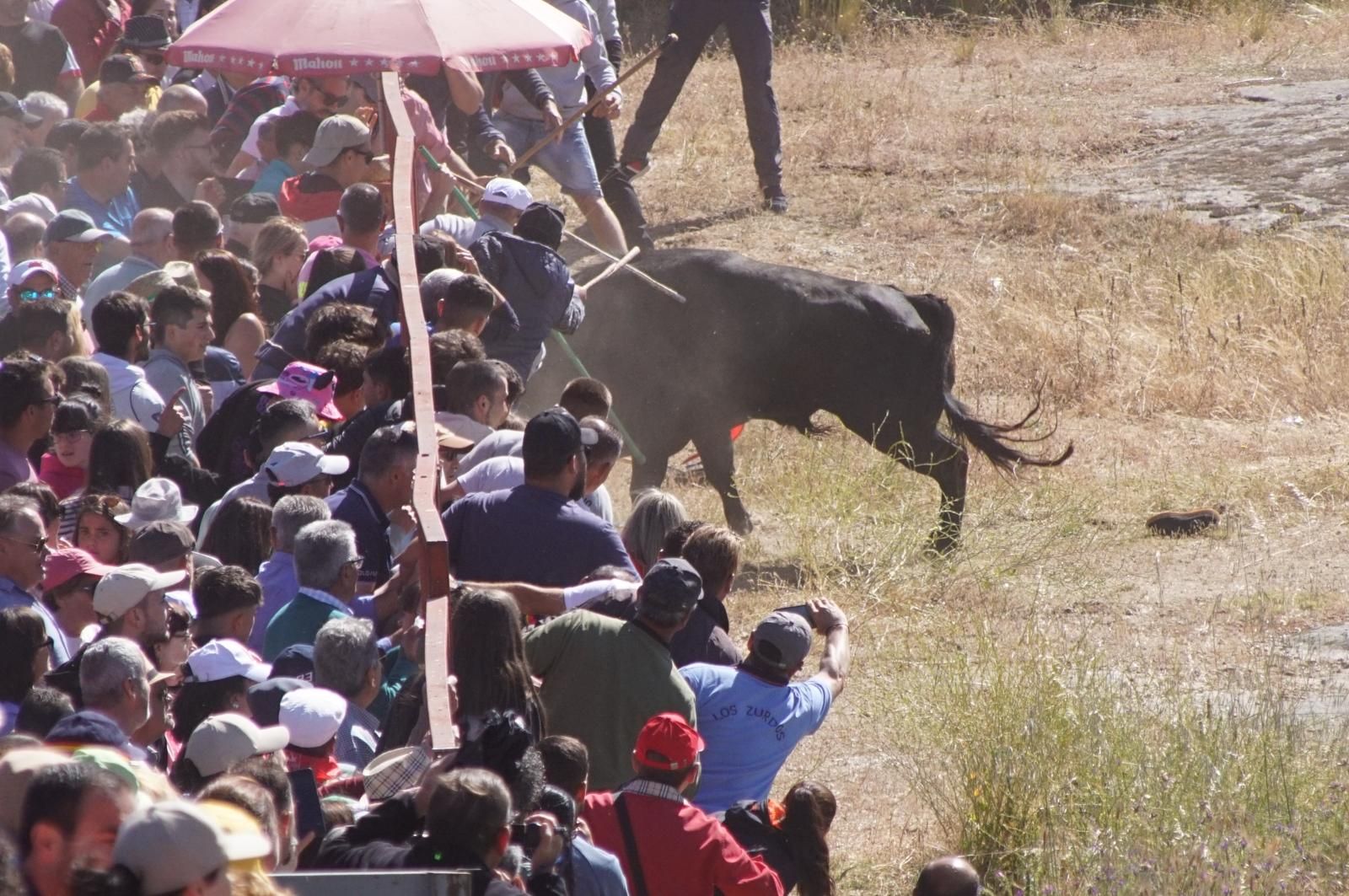 herido-un-hombre-tras-ser-volteado-por-un-astado-en-los-espantos-de-ledesma-foto-juanes-12