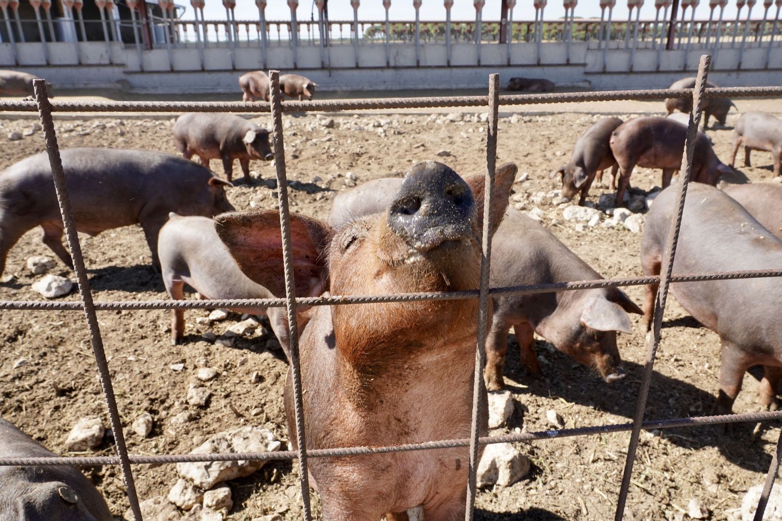 Granja de cerdos ibéricos. Foto de archivo
