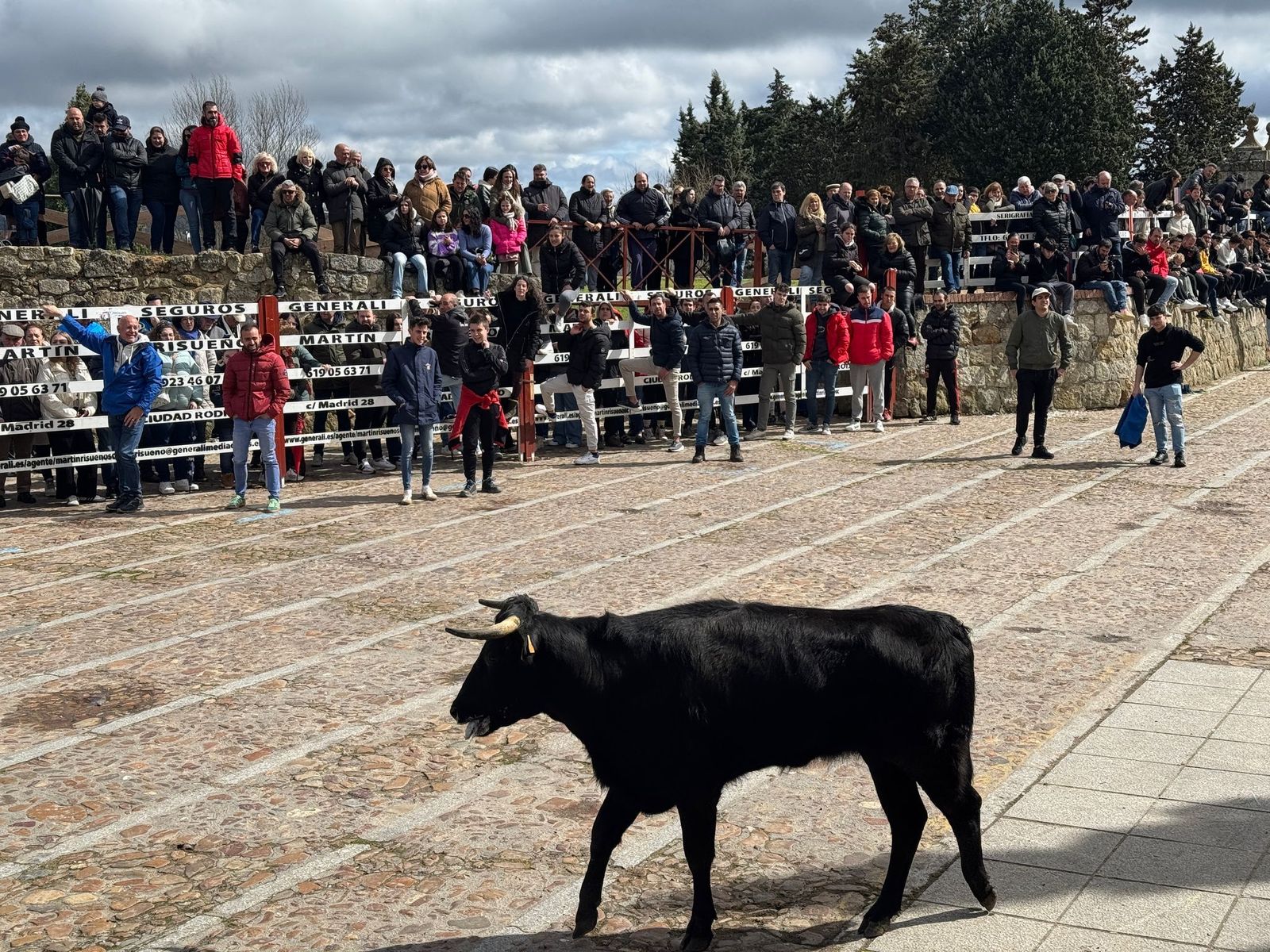 suelta-de-vaquillas-por-el-domingo-de-pinata-en-ciudad-rodrigo-9-de-marzo-de-2025-4