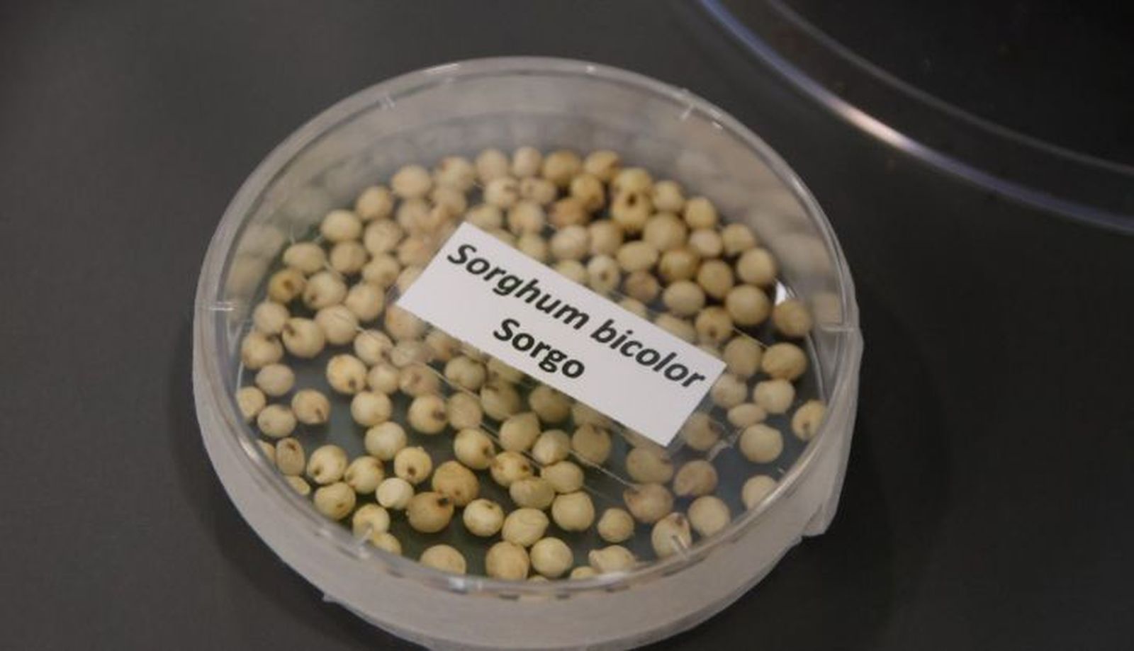 Jornadas sobre cultivos emergentes del CIALE