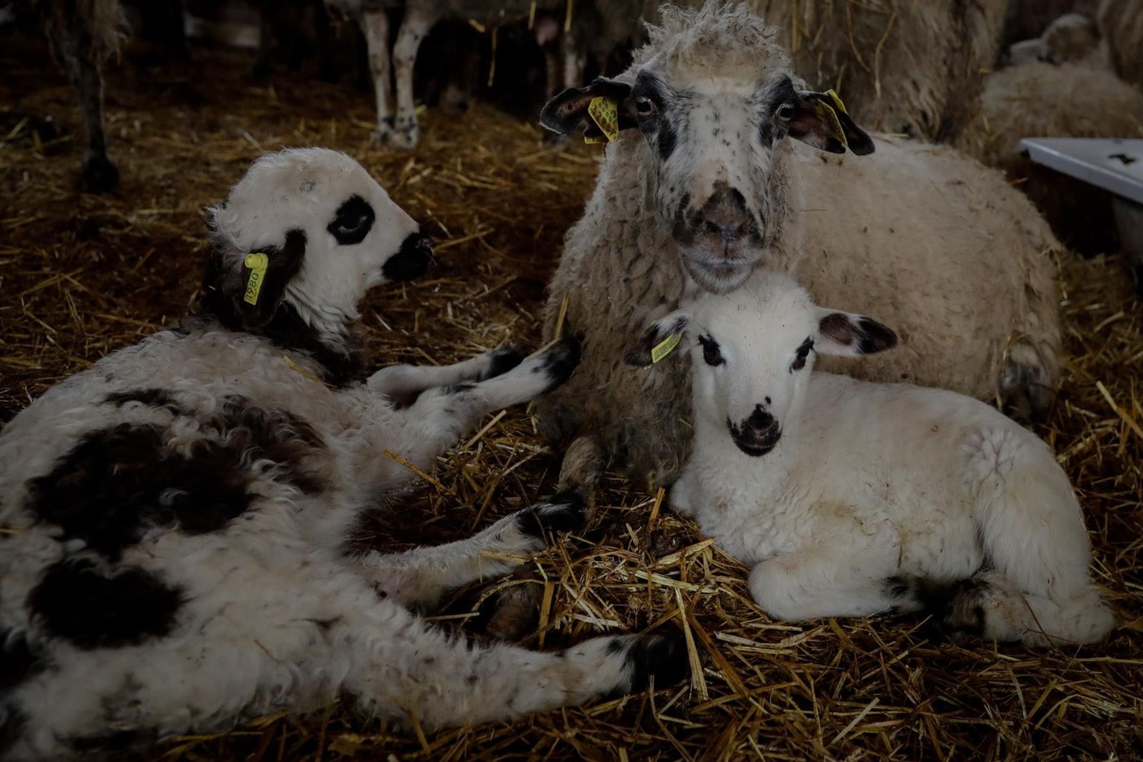 Fotonoticia 20200505183851 1920