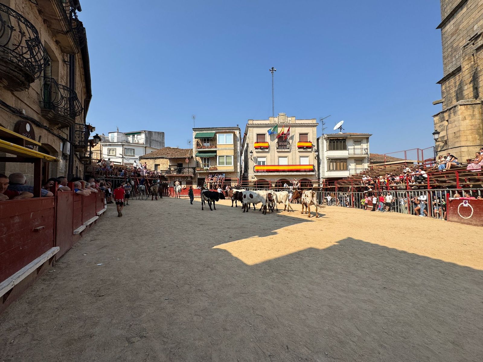 Encierro de bueyes en Aldeadávila de la Ribera para enseñarles el camino para los encierros en sus fiestas 2025