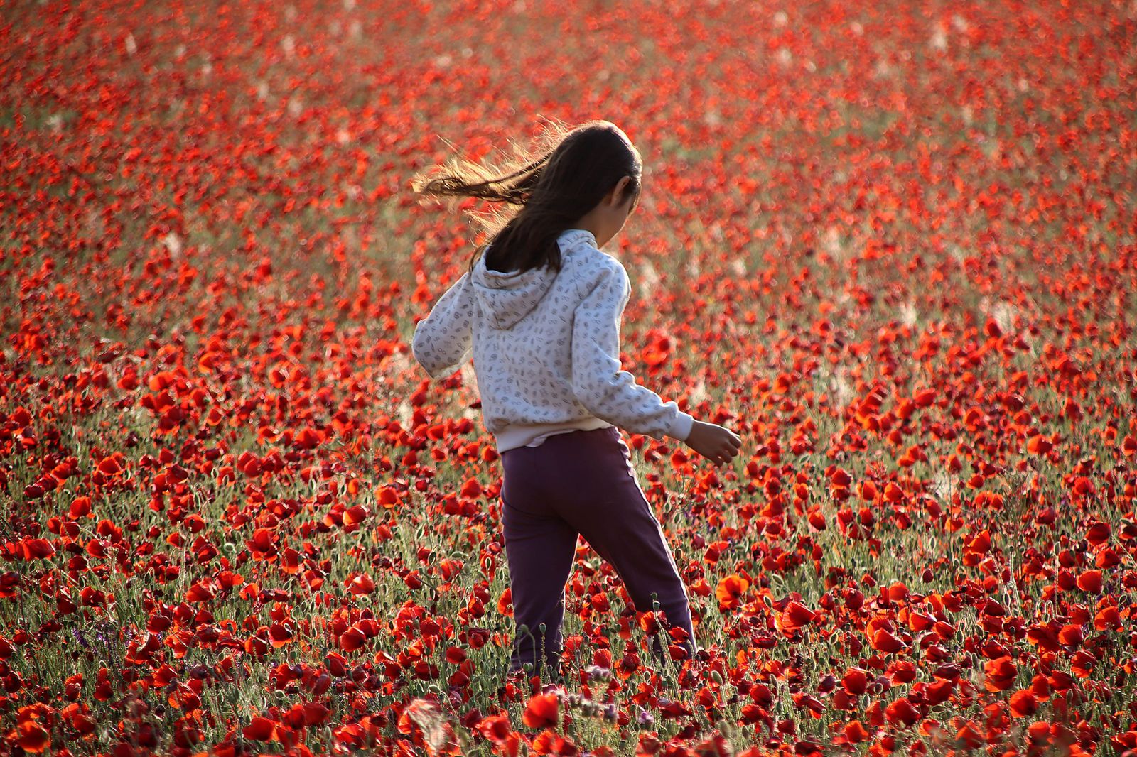 Una niña en un campo de amapolas. ICAL
