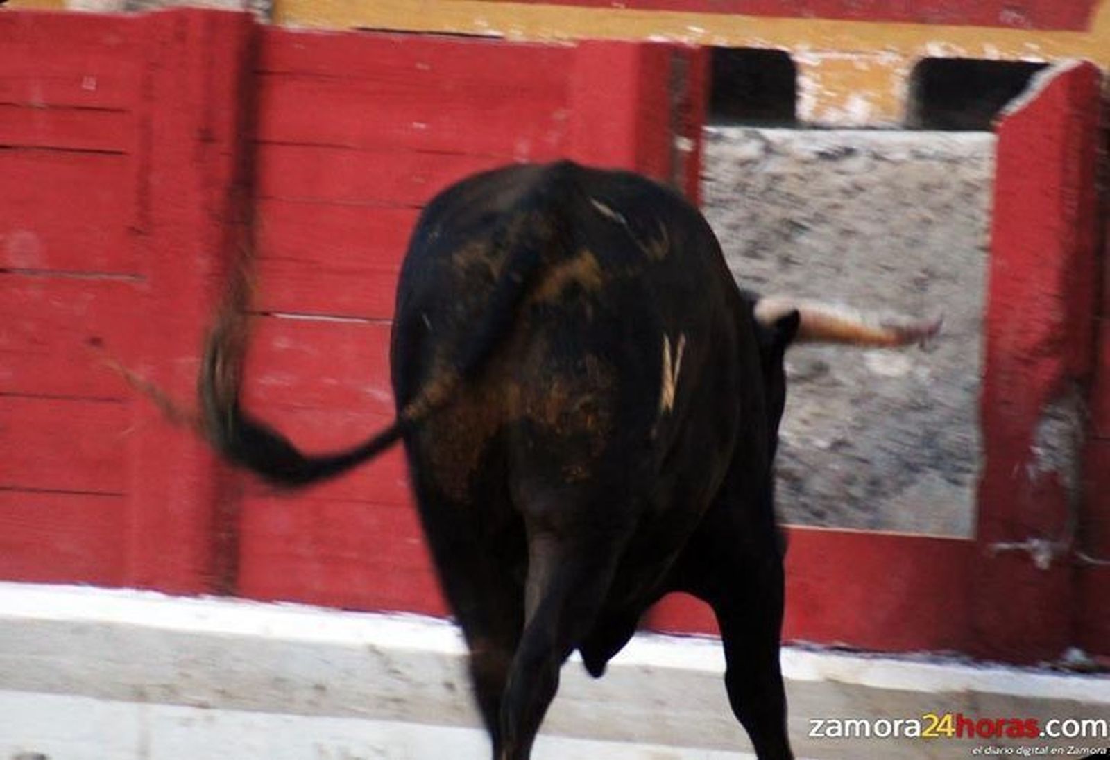 Uno de los novillos del concurso de cortes rompe la barrera a la altura del tendido siete Uno de los novillos del concurso de cortes rompe la barrera a la altura del tendido siete