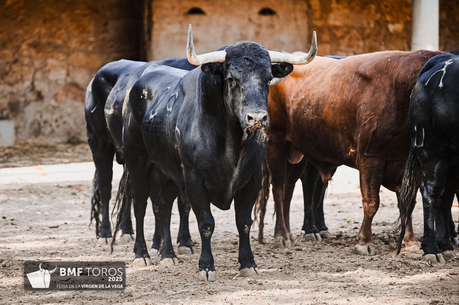 Sorteo de la corrida de Vellosino para Damián Castaño, Diego San Román e Ismael Martín en La Glorieta