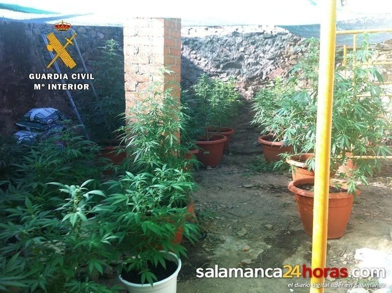 Plantación de marihuana en Ciudad Rodrigo