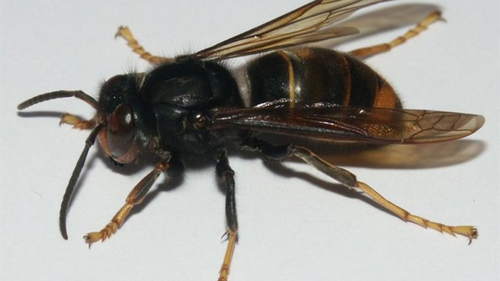 Avispa velutina o asiática