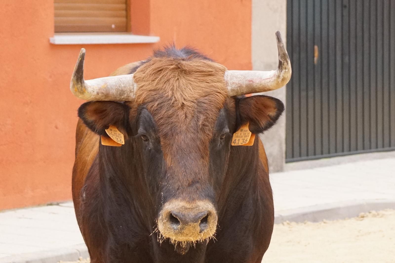 Villoria, toro del Voto