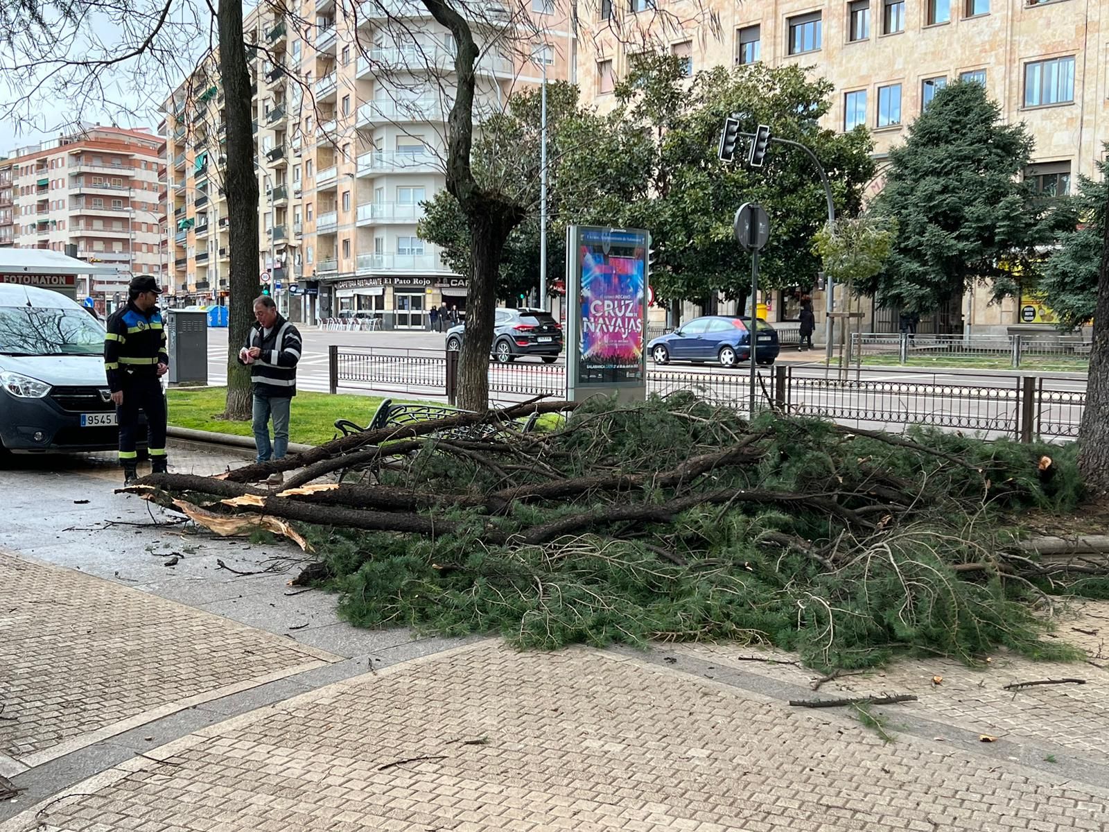 Caída de ramas de varios árboles en el paseo de Carmelitas. Foto de archivo