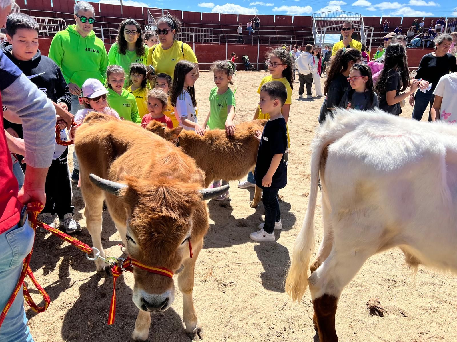 mini-bueyes-en-elas-fiestas-de-doninos-2025-31