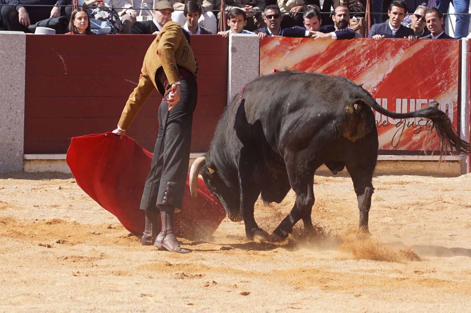 Festival taurino solidario por la esclerosis múltiple en Guijuelo