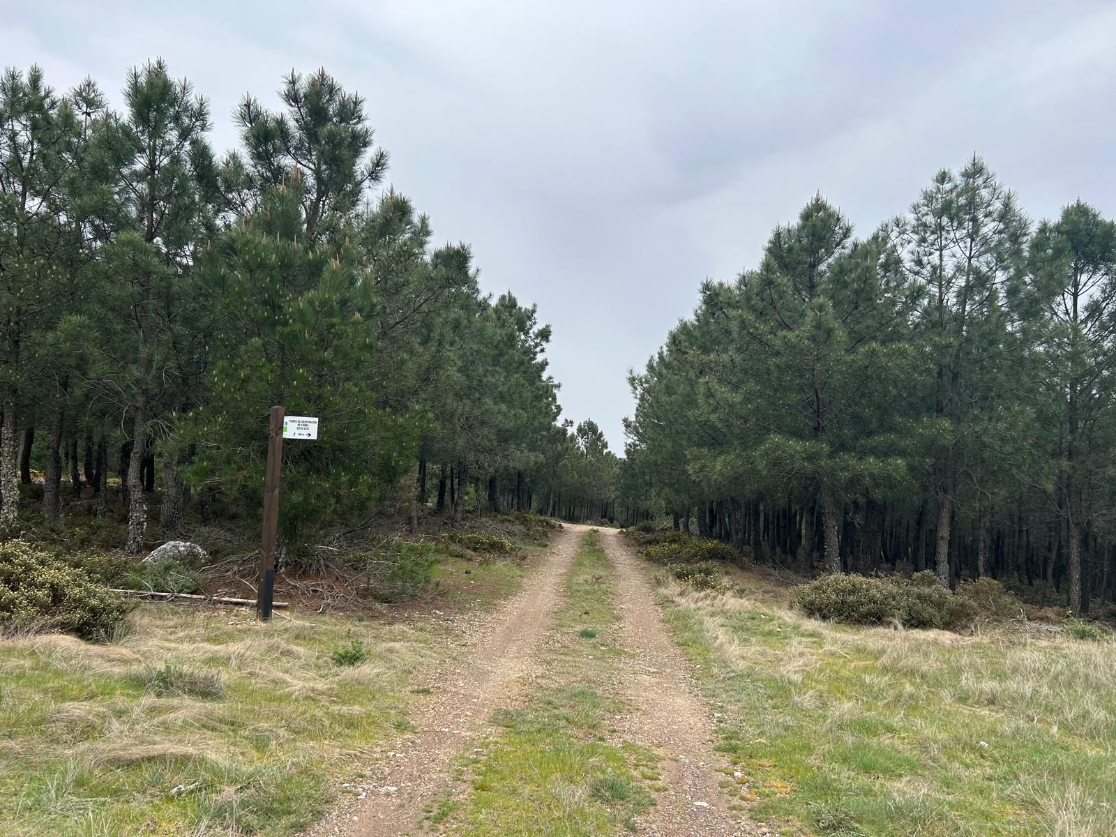 Reserva regional de caza sierra de la Culebra desde la carretera de Rihonor (1)