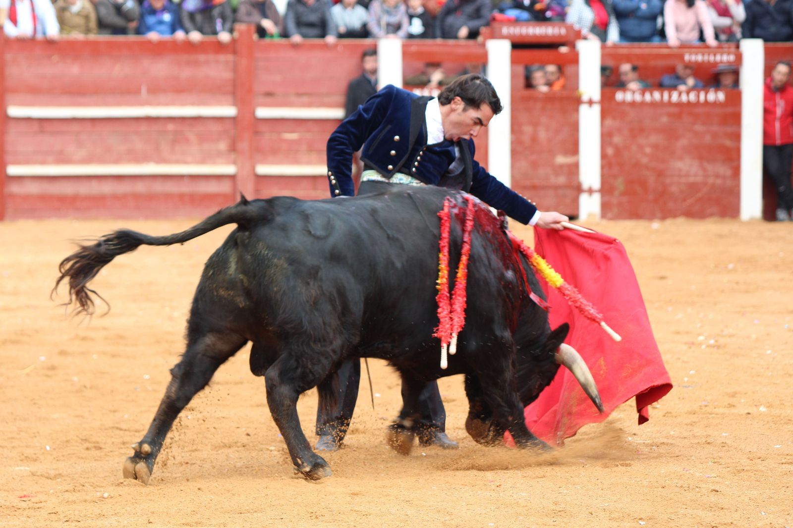 Chaves, El Capea y Pérez Pinto abren la Puerta Grande en el primer festival del Carnaval de Ciudad Rodrigo de 2023