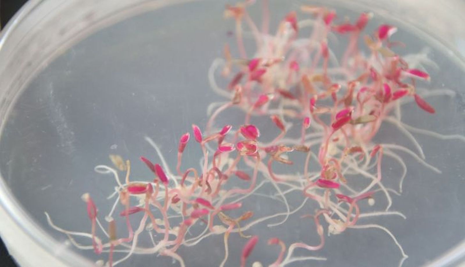 Brotes germinados de amaranto. Investigación CIALE del cultivo de amaranto con Pablo Albertos